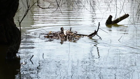 Coot builds a nest Video stock 153533367