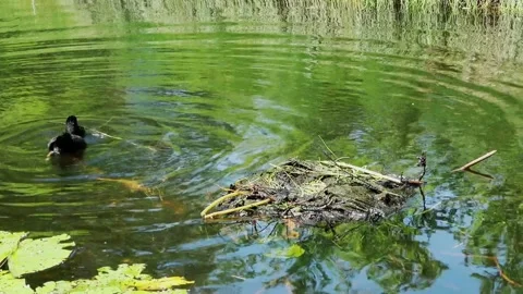 Coot built his second nest in the dirth Video stock 133644319