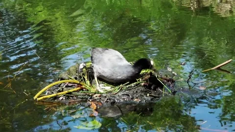 Coot built his second nest in the spring Stock Footage 133644406