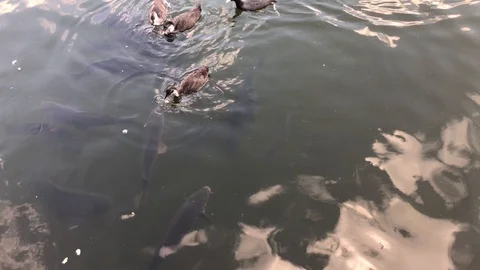Coot with carp. Stock Footage 91926153