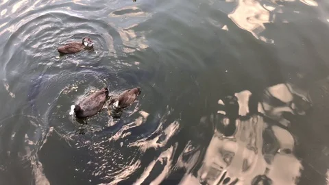 Coot with carp. 스톡 동영상 91930024