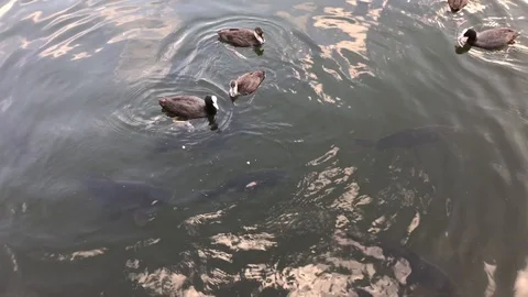 Coot with carp. Stock Footage 91930669