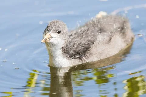 Coot chick on the canal Stock Photos