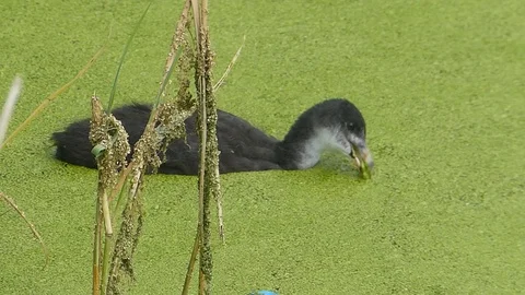 Coot chick eating Stock Footage 93021463