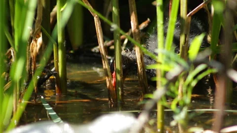 Coot chick is looking for food Stock Footage 120924399