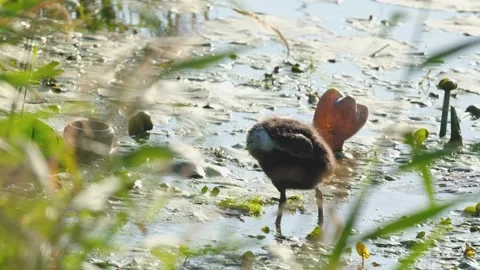 Coot chick looking for food Video stock 283345678