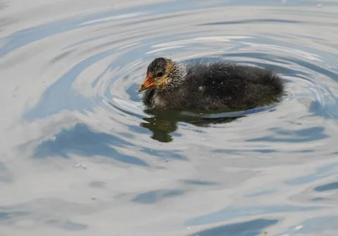 Coot Chick Stock Photos