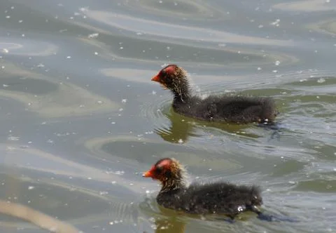 Coot Chick Stock Photos