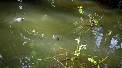 Coot Chicks Stock Footage 108037638