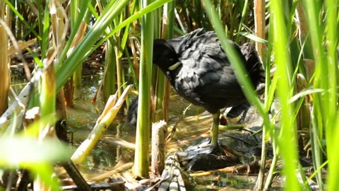 Coot with chicks Stock Footage 120825417