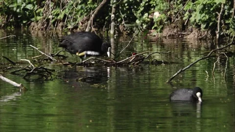 Coot with chicks at the nest Stock Footage 264766509