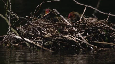 Coot chicks at the nest in springtime Stock Footage 264766630