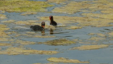Coot chicks scoot through the algae of a spring pond searching for food, slom Stock Footage 171252529