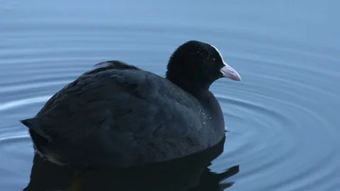 Coot Cleaning Stock Footage 71826656