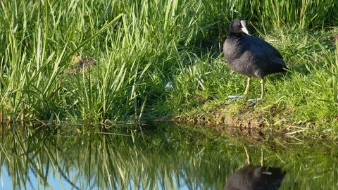 Coot cleaning its leg 스톡 동영상 129641931