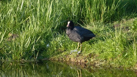 Coot cleaning itself and eating an insect Stock Footage