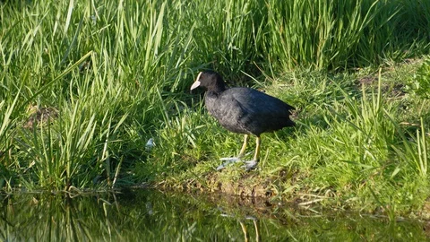Coot cleaning itself on the water's edge 스톡 동영상 129642309