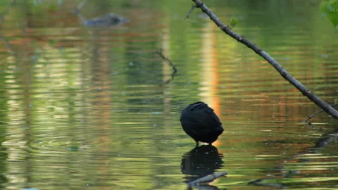 Coot cleans feathers 库存影片 90375783