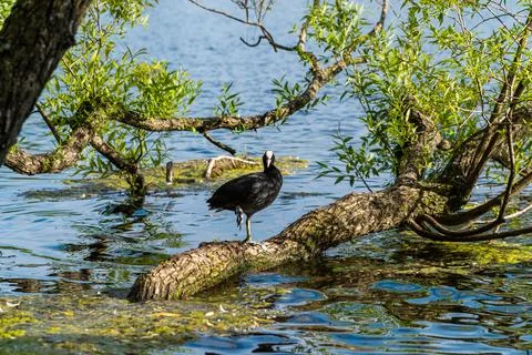 A coot cleans feathers standing on a tree trunk submerged in water. Stock Photos