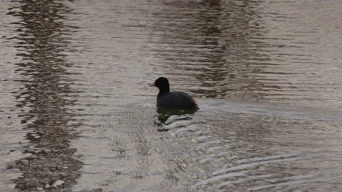Coot close, 4K slomo Stock Footage 170160013