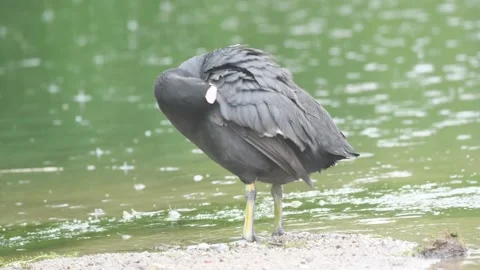 Coot closeup along Adda Stock Footage 131933159