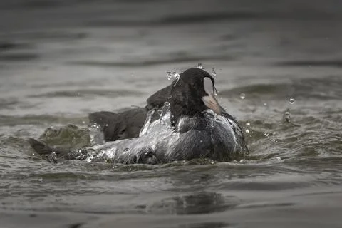 Coot coming up from a dive Foto stock