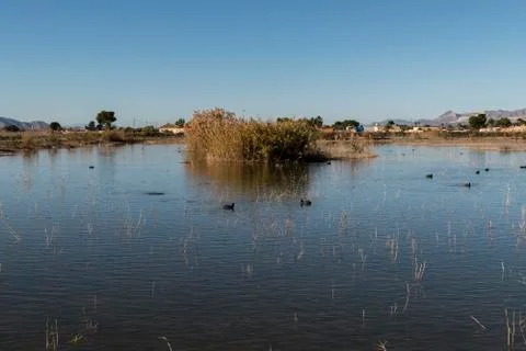 Coot common in the marsh of the nature park of La Fonda Stock Photos