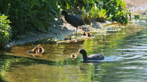 Coot couple with chicks Stock-Footage 89810736