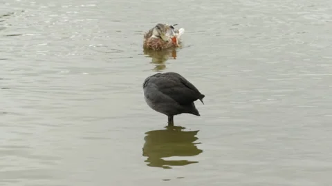 Coot cub is washing Video stock 146690002
