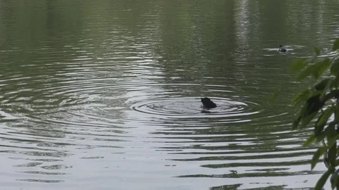The coot dives in the lake. Stock Footage