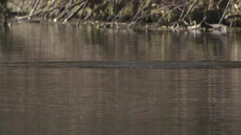 Coot dives into the water Stock Footage 261801951