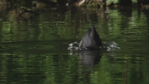 Coot dives into the water Stock Footage 264766524