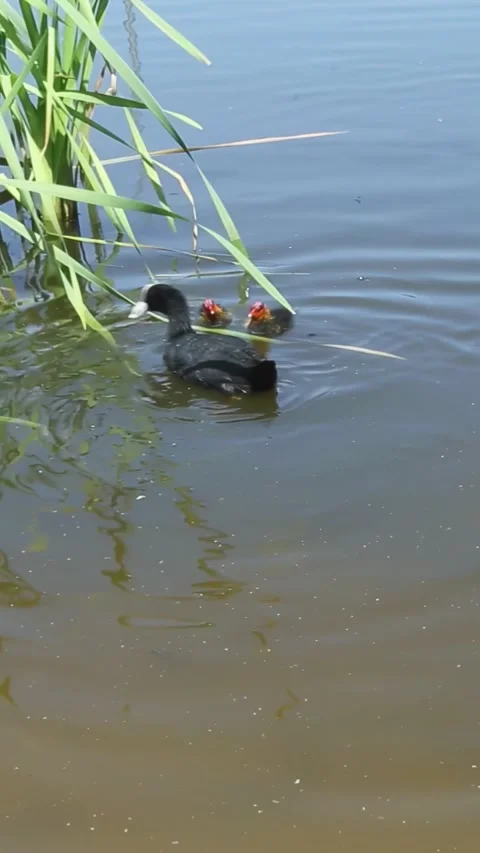 A coot duck with a brood on a background of green grass. Wild duck ducklings Stock Footage 313297589