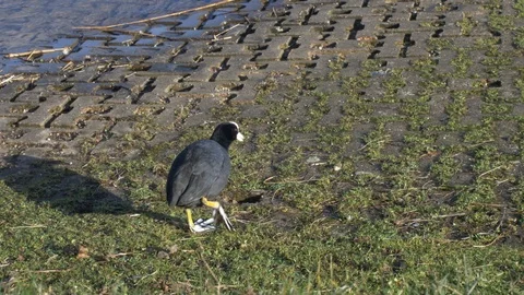 Coot Duck Peacefully Making its Way Over to Lakewater Stock Footage 85908477
