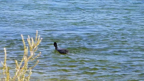 Coot Duck Swimming Against the Current Colorado River Video stock 86575437