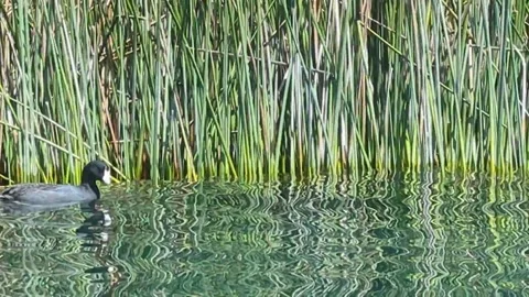 Coot duck swimming between green reeds of lake atitlan guatemala Stock Footage 329103733