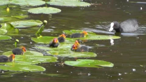 Coot with ducklings Stock Footage 11136113