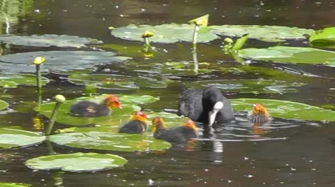 Coot with ducklings Stock Footage 11136139