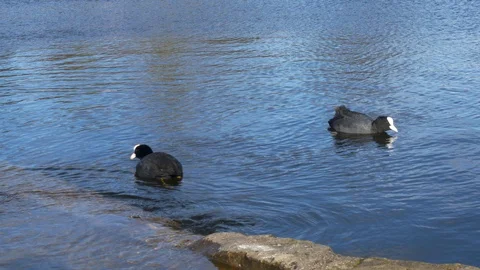 Coot Ducks at the Side of a Shallow Lake Stock Footage 85908685