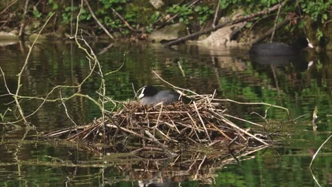 Coot during breeding on a lake in spring Stock Footage 263876832