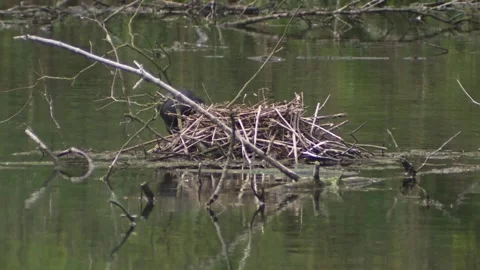 Coot during breeding on a lake in spring Stock Footage 263876876