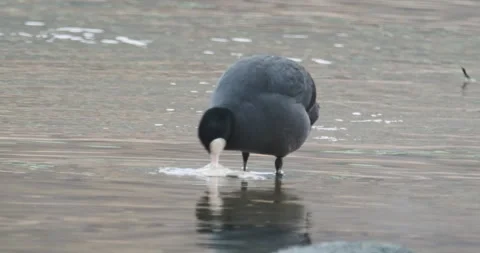 Coot eating fish Stock Footage 230962235