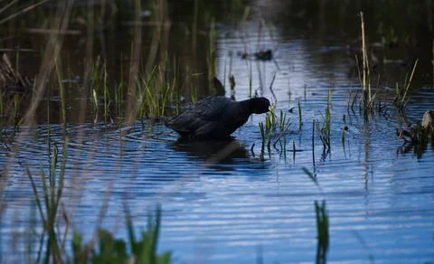 Coot eating grass Stock Photos