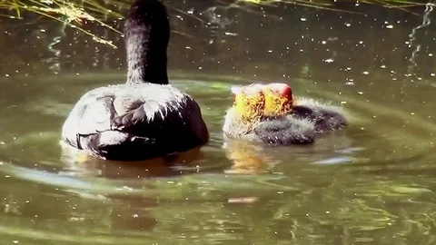 Coot eats water plants from the bottom Stock Footage 83263459