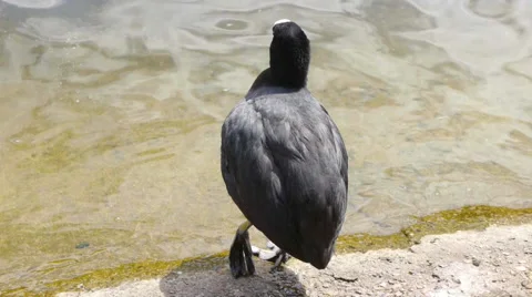 Coot on the edge of a lake Stock Footage 50217476