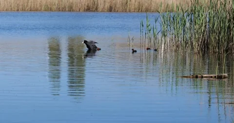 Coot Eurasian coot. Fulica atra Stock Footage 160427635