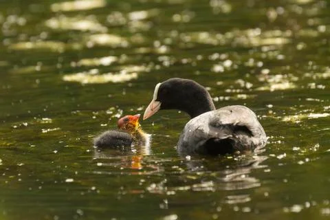 Coot feeding chick Stock Photos