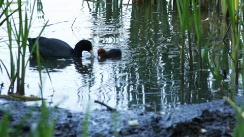 Coot feeding chicks Video stock 91739070