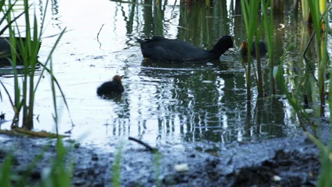 Coot feeding chicks Stock Footage 91786307