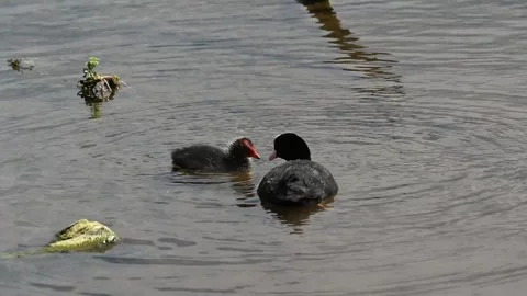 Coot feeding her chick Stock Footage 320424297